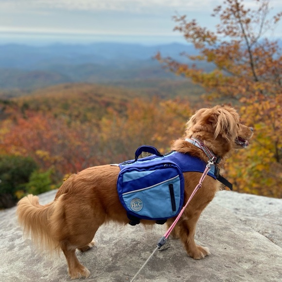 Meet your Posher, Madeline - Picture 2 of 10